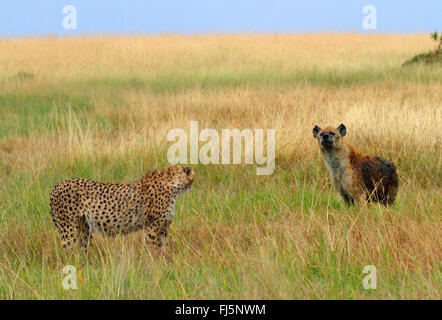 Le Guépard (Acinonyx jubatus), et hyène dans la savane, Kenya, Masai Mara National Park Banque D'Images