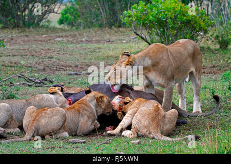 Lion (Panthera leo), pack à un cadavre, Kenya, Masai Mara National Park Banque D'Images