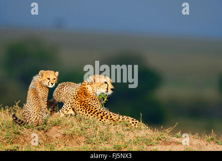 Le Guépard (Acinonyx jubatus), à Savannah, Kenya, Masai Mara National Park Banque D'Images