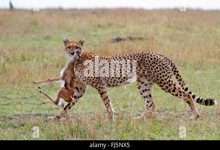 Le Guépard (Acinonyx jubatus), pris avec les jeunes antilopes, Kenya, Masai Mara National Park Banque D'Images