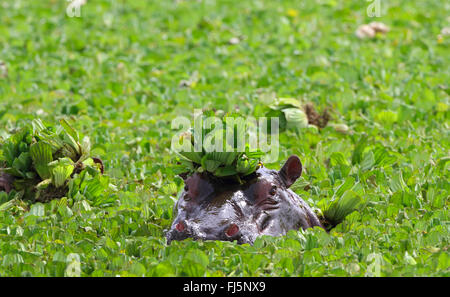 Hippopotame, hippopotame, hippopotame commun (Hippopotamus amphibius), à l'eau de choux, portrait, Kenya, Masai Mara National Park Banque D'Images