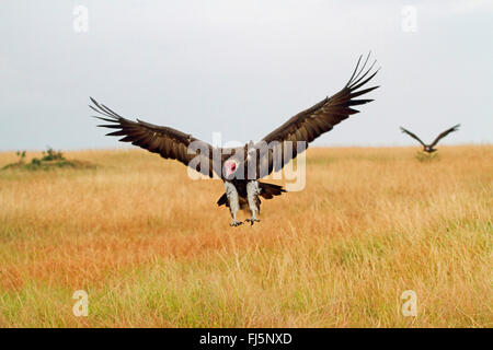 Hooded vulture (Necrosyrtes monachus), deux vautours à capuchon le débarquement à SAVANNAH, Kenya, Masai Mara National Park Banque D'Images