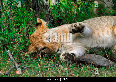 Lion (Panthera leo), le repos cub, Kenya, Masai Mara National Park Banque D'Images