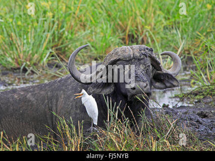 Buffle d'Afrique (Syncerus caffer), avec le bétail egret, Kenya, Masai Mara National Park Banque D'Images