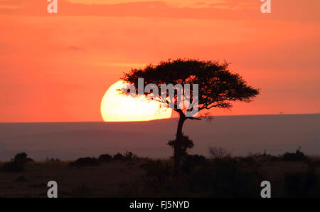 Coucher du soleil à Parc National de Masai Mara, Kenya, Masai Mara National Park Banque D'Images
