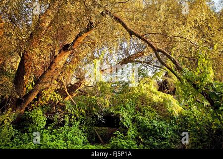 Fini naturel paysage avec des arbres dans le Vieux Rhin près de Androp, Allemagne, Rhénanie du Nord-Westphalie, Bas-rhin, Rees Banque D'Images