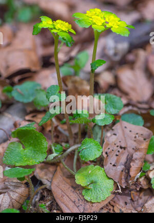 Alternate-leaved golden-saxifrage Chrysosplenium alternifolium), (floraison, Allemagne, Bavière, Oberbayern, Haute-Bavière Banque D'Images