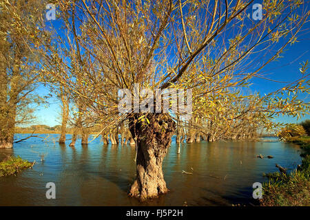 Le saule blanc (Salix alba) Saule étêtés, dans le Vieux Rhin près de Xanten, Allemagne, Rhénanie du Nord-Westphalie, Bas-rhin, Xanten Banque D'Images