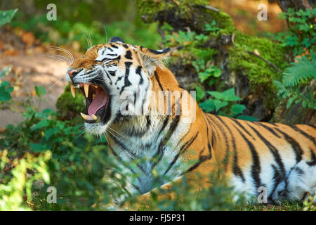 Tigre de Sibérie, Amurian tigre (Panthera tigris altaica), rugissant Banque D'Images