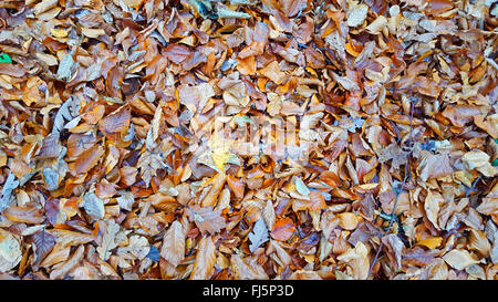 Feuilles d'automne sur le terrain, en Allemagne, en Rhénanie du Nord-Westphalie Banque D'Images