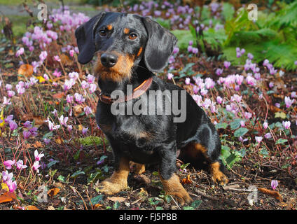 Teckel à poil dur, chien saucisse à poil dur, chien domestique (Canis lupus f. familiaris), noir et feu de 19 mois mâle chien assis devant des cyclamens, Allemagne Banque D'Images