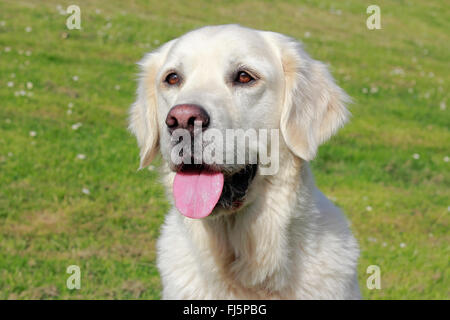 Golden Retriever (Canis lupus f. familiaris), 5 ans chien mâle blanc dans un pré, portrait, Allemagne Banque D'Images