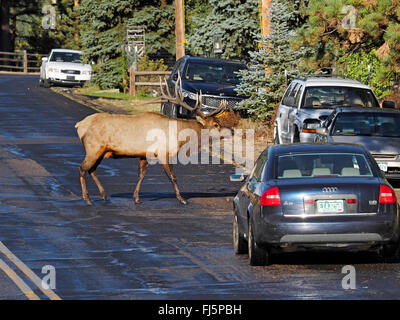 Wapiti, le wapiti (Cervus elaphus canadensis, Cervus canadensis), à la ville de aerea Estes Park, Colorado, USA, Rocky Mountain National Park, Estes Park Banque D'Images