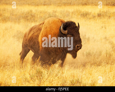 American bison, Bison (Bison bison), Bull, USA, Wyoming, Yellowstone National Park, Hayden Valley Banque D'Images