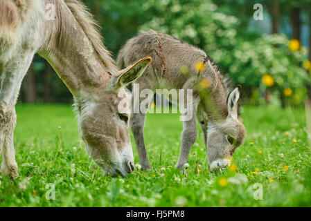 L'âne domestique (Equus asinus asinus), huit heures donkey foal avec la mère dans un pré, Allemagne Banque D'Images