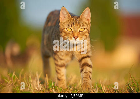 Chat domestique, le chat domestique (Felis silvestris catus). f, marcher dans un pré, vue avant, Allemagne Banque D'Images