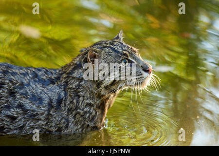 Pêche à la cat, Yu mao (Prionailurus viverrinus, Felis viverrinus), portrait Banque D'Images