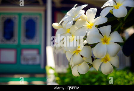 Frangipani, usine nosegaytree (Plumeria alba), l'architecture et de frangipanier à Mustik island, Saint Vincent et les Grenadines Banque D'Images