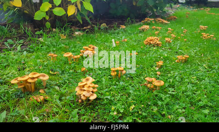 Champignon de miel (Armillaria mellea), sur un pré, dans un jardin, Allemagne, Rhénanie du Nord-Westphalie Banque D'Images