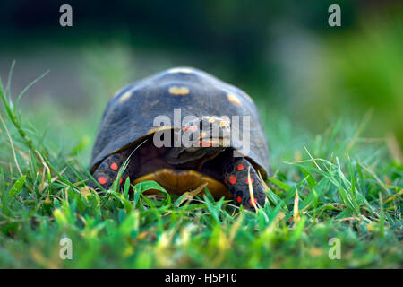 Red-footed tortoise (Chelonoidis carbonarius), de la Tortue avec les jambes rouge dans un pré, la Grenade, l'île de Sable, Carriacou Banque D'Images