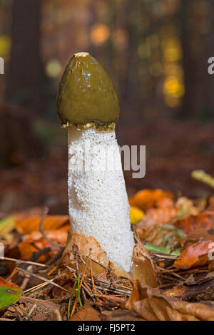 Phalle impudique (Phallus impudicus), organe de fructification sur le sol forestier, Allemagne Banque D'Images