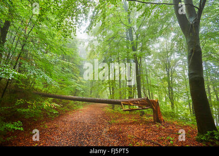 Le hêtre commun (Fagus sylvatica), arbre tombé dans une forêt de hêtres en automne brumeux, Allemagne, Bavière, Oberpfalz Banque D'Images