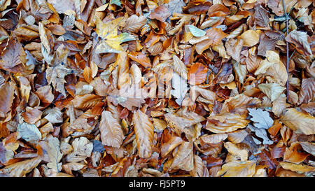 Feuilles d'automne sur le terrain, en Allemagne, en Rhénanie du Nord-Westphalie Banque D'Images