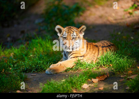 Tigre de Sibérie, Amurian tigre (Panthera tigris altaica), pup couchée dans le soleil Banque D'Images