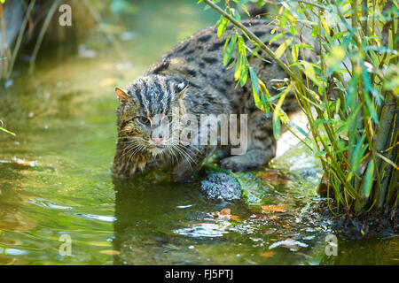 Pêche à la cat, Yu mao (Prionailurus viverrinus, Felis viverrinus), la chasse dans l'eau Banque D'Images