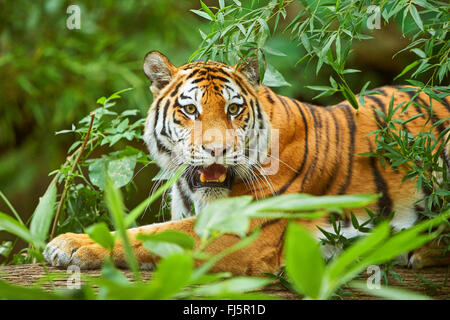 Tigre de Sibérie, Amurian tigre (Panthera tigris altaica), mensonge, portrait Banque D'Images