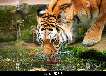 Tigre de Sibérie, Amurian tigre (Panthera tigris altaica), boissons, portrait Banque D'Images