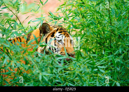 Tigre de Sibérie, Amurian tigre (Panthera tigris altaica), dans la région de thicket Banque D'Images