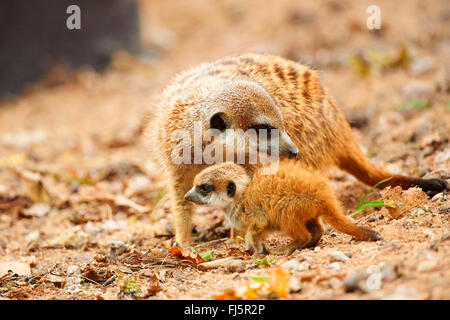 À queue fine, suricate (Suricata suricatta) suricates, mère avec son jeune Banque D'Images