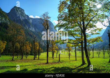 L'érable sycomore, grand érable (Acer pseudoplatanus), Grosser Ahornboden avec l'ancienne population de l'érable dans Karwendel, l'Autriche, le Tyrol Banque D'Images