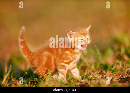 Chat domestique, le chat domestique (Felis silvestris catus), f. cinq semaines miaowing chaton dans un pré, Allemagne Banque D'Images