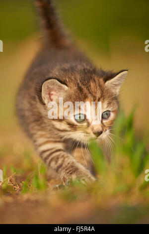 Chat domestique, le chat domestique (Felis silvestris catus), f. cinq semaines chaton marcher dans un pré, Allemagne Banque D'Images