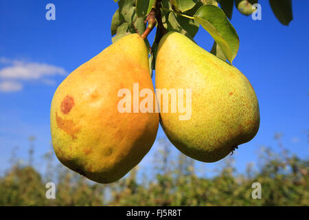 Poirier commun (Pyrus communis), les poires sur un arbre, Allemagne Banque D'Images