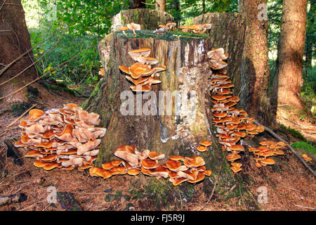 Woodtuft Scalycap, gainé (Kuehneromyces mutabilis, Galerina mutabilis, Pholiota Mutabilis), beaucoup d'woodtufts gainé sur un arbre snag, Allemagne, Bavière, Oberbayern, Haute-Bavière Banque D'Images