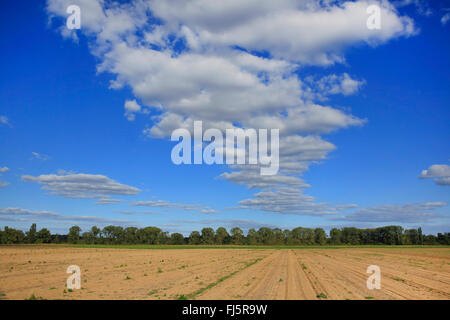 Paysage de champ avec des nuages, de l'Allemagne, Bade-Wurtemberg Banque D'Images