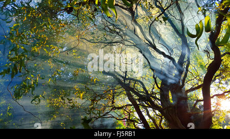 Corkscrew willow, willow Hankow, Curly willow, Dragon's Claw, Globe saule (Salix matsudana 'Tortuosa', Salix matsudana tortuosa), dans le brouillard au soleil bas, Allemagne Banque D'Images