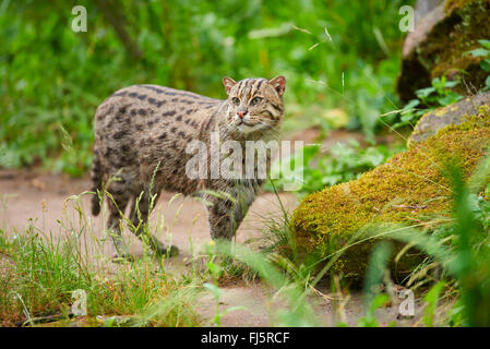 Pêche à la cat, Yu mao (Prionailurus viverrinus, Felis viverrinus), dans l'enceinte extérieure Banque D'Images