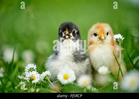 Les oiseaux domestiques (Gallus gallus f. domestica), deux poussins dans un pré avec pelouse daisies, Allemagne Banque D'Images