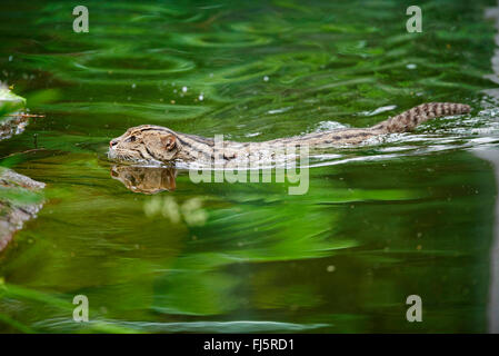 Pêche à la cat, Yu mao (Prionailurus viverrinus, Felis viverrinus), nage Banque D'Images