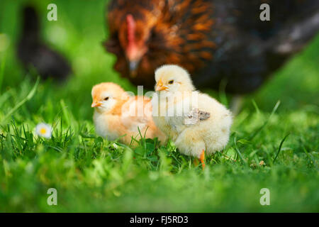 Les oiseaux domestiques (Gallus gallus f. domestica), deux poussins avec la mère dans un pré, Allemagne Banque D'Images