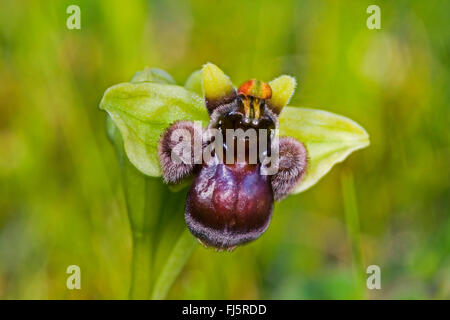 Fowered soyeux (ophrys Ophrys bombyliflora), fleur Banque D'Images