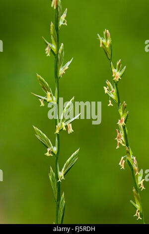 Darnel commun commun, ray ray, vivace, ray-grass vivace (Lolium perenne), l'épillet, Allemagne Banque D'Images