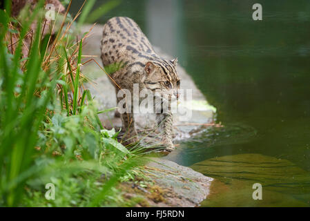 Pêche à la cat, Yu mao (Prionailurus viverrinus, Felis viverrinus), sur la rive Banque D'Images