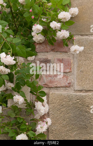 Rosa - rose ' Felicite Perpetue ' sempervirens roses en train de s'écrouler Fleur de rose anglaise en croissance de fleur sur la vieille pierre de brique Wall Angleterre Banque D'Images