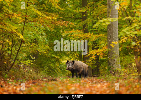 Le sanglier, le porc, le sanglier (Sus scrofa), les sangliers en forêt d'automne, l'Allemagne, Bade-Wurtemberg Banque D'Images