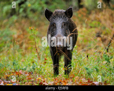 Le sanglier, le porc, le sanglier (Sus scrofa), jeune krosian à la fin de l'été, l'Allemagne, Bade-Wurtemberg Banque D'Images